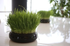 Buğday Çimi Faydaları Nelerdir?