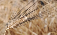 Karakılçık Buğdayı Kullanımı ve Faydaları Nelerdir?