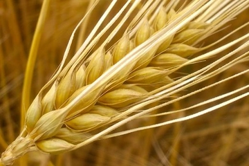 Buğday Proteini Kullanımı ve Faydaları Nelerdir?