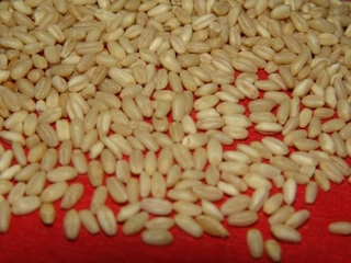 Dövme Buğday Kullanımı ve Faydaları Nelerdir?