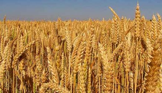 Ekmeklik Buğday Çeşitleri