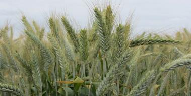 Yüksek Verimli Buğday Çeşitleri